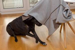 Black Labrador dog with a tiny wound is funny and hides playfully under a womans coat