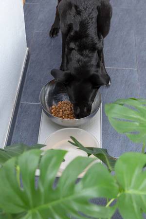 Black Labrador eating dog food out of his feeding bowl