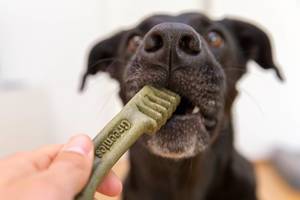 Black Labrador retriever bites Greenies grain free dental stick for healthy teeth