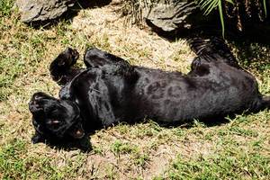 Black leopard playing on the grass