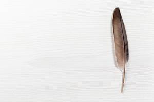 Black pigeon feather on white table with free space