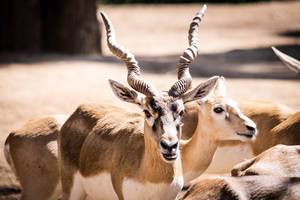 Blackbuck antilope cervicapra looking towards camera