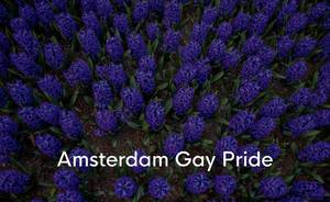 Blaue Hyazinthen-Blumen im Keukenhof Garten mit der Aufschrift Amsterdam Gay Pride, einem LGBT Festival in Europa