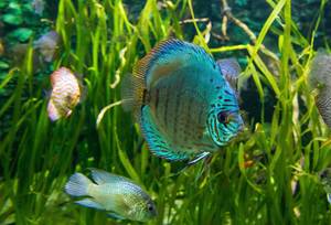 Blauer Diskusfisch in reich bepflanztem Aquarium im Budapester Tropicarium