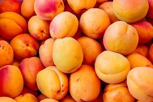 Blick auf knackige satt-orange Aprikosen