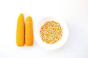 Blick von oben auf zwei geschälte Maiskolben und eine weiße Schüssel mit rohen Maiskörnern für Popcorn vor weißem Hintergrund