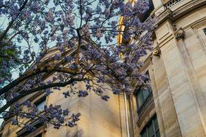 Blossom Tree in Paris