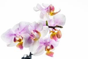 Blühende weiß-pinke Orchidee mit Knospen und Wassertropfen