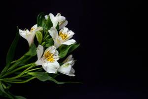 Blumen der weißen Lilie gegen den schwarzen Hintergrund