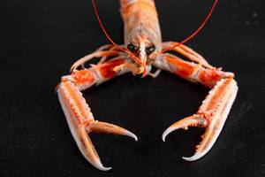 Boiled red lobster on a black background with open claws, front view