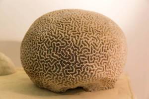 Brain Coral / Faviidae