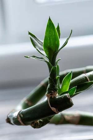 Branch of bamboo with small leaves on the window background (Flip 2019)