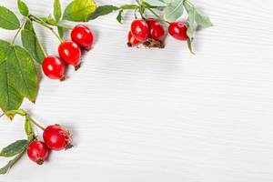 Branches rosehip with leaves on white background with free space (Flip 2019)