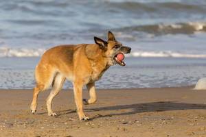 Brauner Hund am Sandstrand bringt roten Ball in der Schnauze zurück