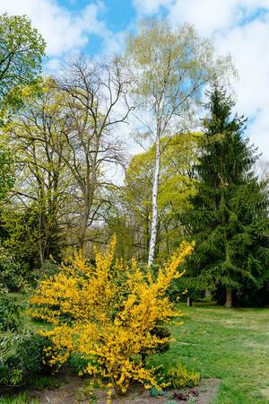 Bright yellow tree next to others in a park in Spring