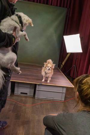 Brown Chihuahua at a professional dog photography set with a small stage and lighting at the dog fair "Hundemesse 2019" in Cologne, Germany. Ready to be shot by Nina Wallenborn.