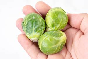 Brussel Sprouts in the hand above white background (Flip 2019)