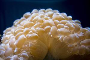 Bubble tip sea anemone