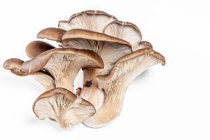 Bunch of fresh oyster mushrooms on a white background (Flip 2019)
