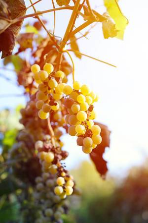 Bunch of ripe grapes in the vineyard (Flip 2019)