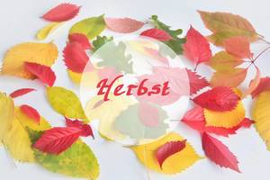 Bunte Herbst-Blätter