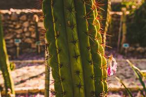 Cactus Needles In Botanical Garden.Abstract, Sharp. (Flip 2019)