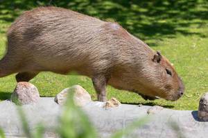 Capybara im Moskauer Zoo