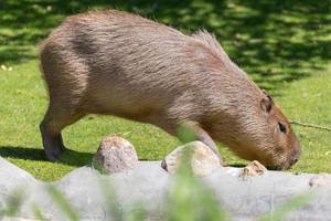 Capybara in Moscow zoo