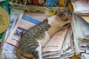Cat Sleeping on Korean Newspaper at a Market in Saigon