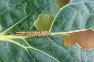 Caterpillar eat cabbage leaf