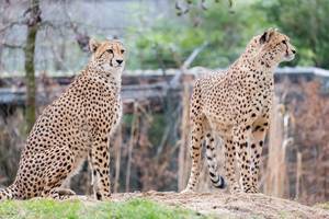 Cheetah (hunting Leopard)