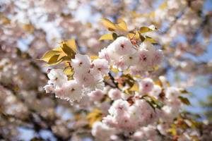 Cherry blossom in springtime