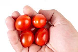 Cherry Tomatoes in the hand (Flip 2019)