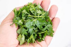 Chopped Parsley in the hand above white background
