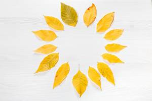 Circle of yellow autumn leaves on a white wooden background (Flip 2019)
