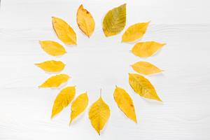 Circle of yellow autumn leaves on a white wooden background