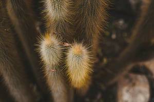 Cleistocactus in Nahaufnahme in einem Botanischen Garten