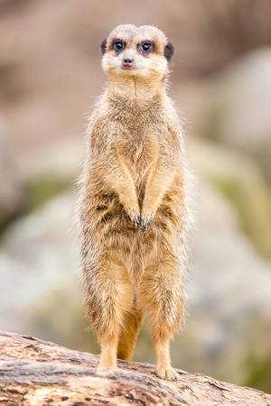 Close Up Bokeh Photo of standing Meerkat on Wooden Surface