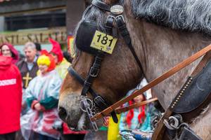 Close-up of a horse at the Rose Monday parade in Cologne. Around 300 horses take part in the parade according to the tradition, amidst deep concern expressed by animal rights activists
