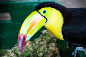 Close-up of a keel billed toucan