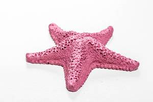 Close up of a lilac starfish on a white background