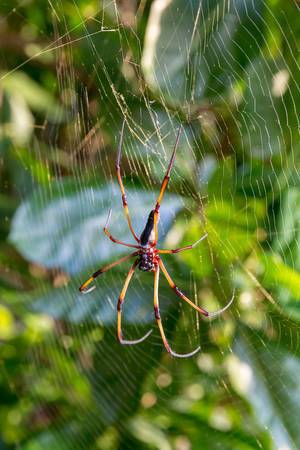 Close up of a Nephila Inaurata Madagascariensis with spider web, also called Golden silk orb-weaver near Port Launay in Mahé, Seychelles