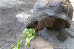 Close-Up of a Seychelles giant tortoise of the Aldabra Atoll eating green leaves with open mouth
