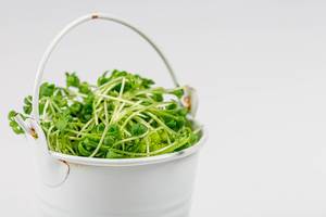 Close up of a white bucket with fresh watercress (Flip 2020)