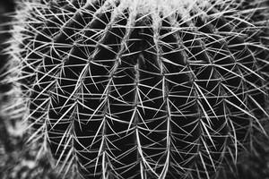 Close Up Of Black & White Echinocactus Grusonii (Flip 2019)