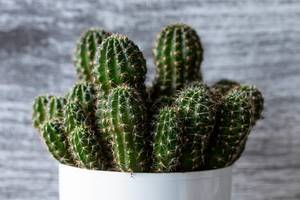 Close-up of cacti species Echinopsis (Flip 2019)