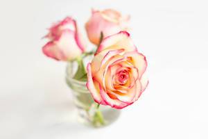 Close up of colorful soft roses on white background