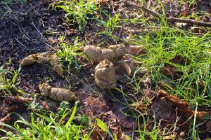 Close-up of dog feces on meadow