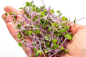Close up of fresh micro greens cabbage in a woman
