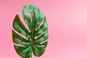 Close up of green leaf on bright pink background.Minimalistic